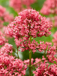 Image result for Centranthus