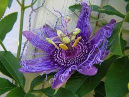 How To Use Passion Flower For Opiate Withdrawal Opiate Addiction Support
