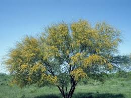 Image result for Acacia farnesiana