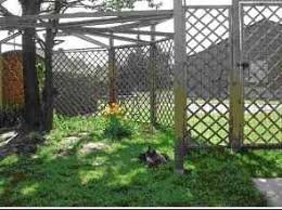 Construire Son Enclos Cliquez Ici Enclos Exterieur Pour Chat Abri Pour Chat Enclos Chat