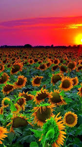 Posted by unknown posted on maret 22, 2019 with no comments. Sunflowers At Sunset Wallpapers Wallpaper Cave