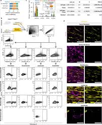 CD201CreERR26Ai14 genetic lineage tracing system to fate map fascia...