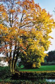 Ahornbaum Im Herbst Am Wasser Baum Ahornbaum Natur Pur