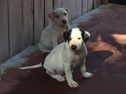 On wuuff all the puppies for sale are raised by experienced breeders who are focused on the three pillars of quality, health and love for their dogs. Amstaff Puppies For Sale In Miami Florida Classified Americanlisted Com