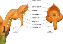 Image result for Platycoryne