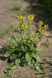 Its growing wild on a fence. Yellow Rocket Mizzou Weedid