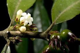 Image result for Pauridiantha paucinervis