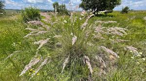 Image result for Tristachya rehmannii