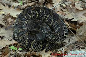 Foraging Male Black Phase Timber Rattlesnake Rattlesnake Raw Photo Snake