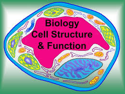 Compare plant and animal cells. Biology Cell Structure Function Ppt Video Online Download