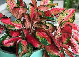 Ada banyak jenis tanaman hias spesies perwakilan, dari yang pendek sampai yang tinggi. 3 Tanaman Hias Hits Dengan Harga Selangit Di Masa Pandemi Voxlampung