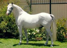 The Lipizzan Connection Beautiful Horses Stallion Lipizzan