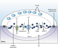 This simply involves placing a section of the bone on the microscope stage and viewing the. Schematic Drawing Of A Cross Section Of A Bone Resorbing Osteoclast Download Scientific Diagram