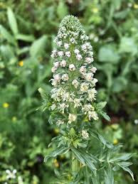 Image result for Resedaceae