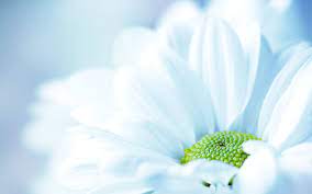 30 Beautiful Flower Wallpapers Flower Wallpaper White Flower Background Most Beautiful Flowers