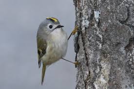 キクイタダキ(2020.01.23) - 日本の野鳥識別図鑑