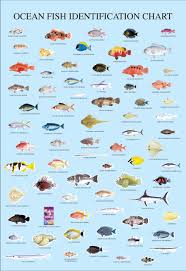Print Advert By Fish Chart Ads Of The World