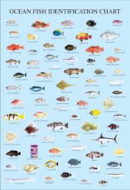 print advert by fish chart ads of the world