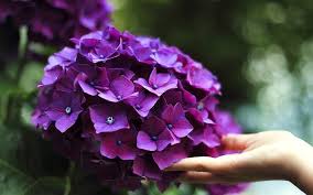 The blue hydrangea flower can be used as a way to show frigidity, regret, turning down a proposal, and asking for forgiveness. Hydrangea Flower Meaning Symbolism And Colors