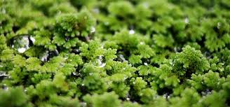 Image result for Azolla
