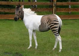 The serengeti park in germany is part safari, part zoo and part amusement park. Safariland Stukenbrock Ausflugsziele Schloss Holte Stukenbrock