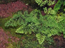 Image result for Mohria vestita