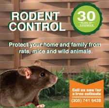 We typically recommend pest control chemicals that get the job done using the least amount of product. Rodent Removal Rat Exterminating Boynton Beach West Palm Beach