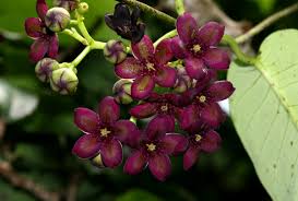 Image result for Parquetina calophylla