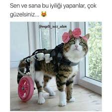 Mehmet Ozbay Adli Kullanicinin Instagram Engelli Issiz Adam Panosundaki Pin Kedi Hayvanlar Instagram