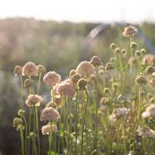Pincushion Fata Morgana Floret Flowers Flowers Flower Farmer Flower Farm