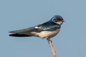 The male swallow has the shallowly forked tail. Swallow Wikipedia