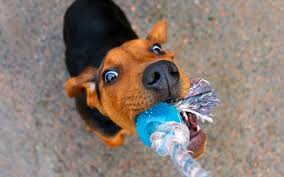 Choose a command that you'll consistently use through training, such as drop it, release, or give. once your dog smells the treat, it should drop its toy so it can eat. How To Teach Your Dog To Drop It An Important Safety Command