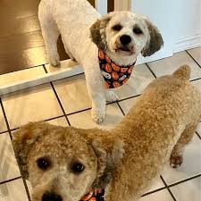 TOP 10 BEST Dog Grooming near Colchester, CT 06415 - Updated 2024 - Yelp