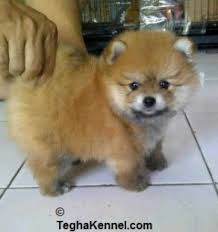 We have strong and healthy akc german shepherd puppies for sale. Smallest Dog Dog Kennel