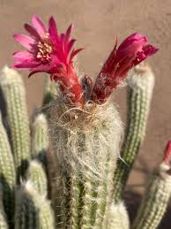 Image result for Sericorema sericea