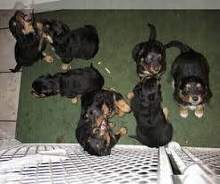 We offer a variety of breeds in ohio and surrounding states from reputable dog ohio, also known known as the buckeye state is well known for being the birthplace of seven u.s. Puppyfinder Com English Shepherd Puppies Puppies For Sale Near Me In Ohio Usa Page 1 Displays 10