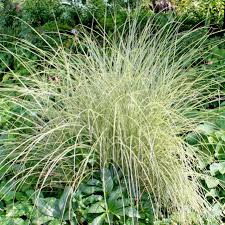 Image result for Miscanthus sinensis