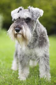 These vivacious little dogs take the world in their stride. 43 Best Small Dog Breeds Toy Breed Dogs