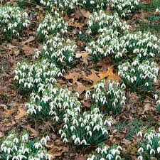 Rarer snowdrop varieties can be found in the formal gardens. A Flurry Of Snowdrops Finegardening