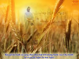 Image result for Chúa nhật 16 thường niên năm A