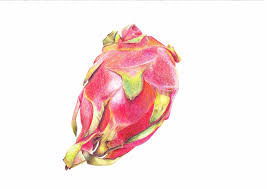 Artstation Dragon Fruit Anna Barnes Found 24 free fruits drawing tutorials which can be drawn using pencil, market, photoshop, illustrator just follow step by step directions. artstation