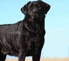 Maybe you would like to learn more about one of these? Dole Hill Labradors English Lab Puppies Akc Registered Labrador Retriever Puppies Chocolate Lab Puppies Labrador Retriever Puppies For Sale Labrador