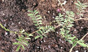 Image result for Tephrosia meisneri