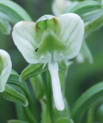 Image result for Habenaria epipactidea