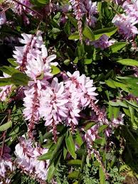 Image result for Indigofera demissa