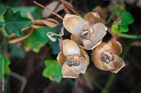 Image result for Aniseia martinicensis