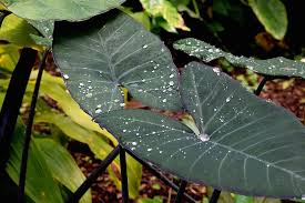 The ear of an elephant. Elephant Ear Plant Leaf Botanical Nature Tropical Outdoors Pikist
