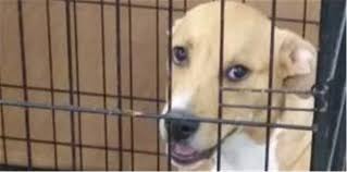 This will prompt you to complete an adoption questionnaire. Animal Care Services