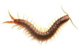 Maybe you would like to learn more about one of these? Petua Cara Mengeluarkan Bisa Lipan Cerita Ita