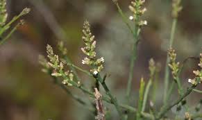 Image result for Thesium breyeri